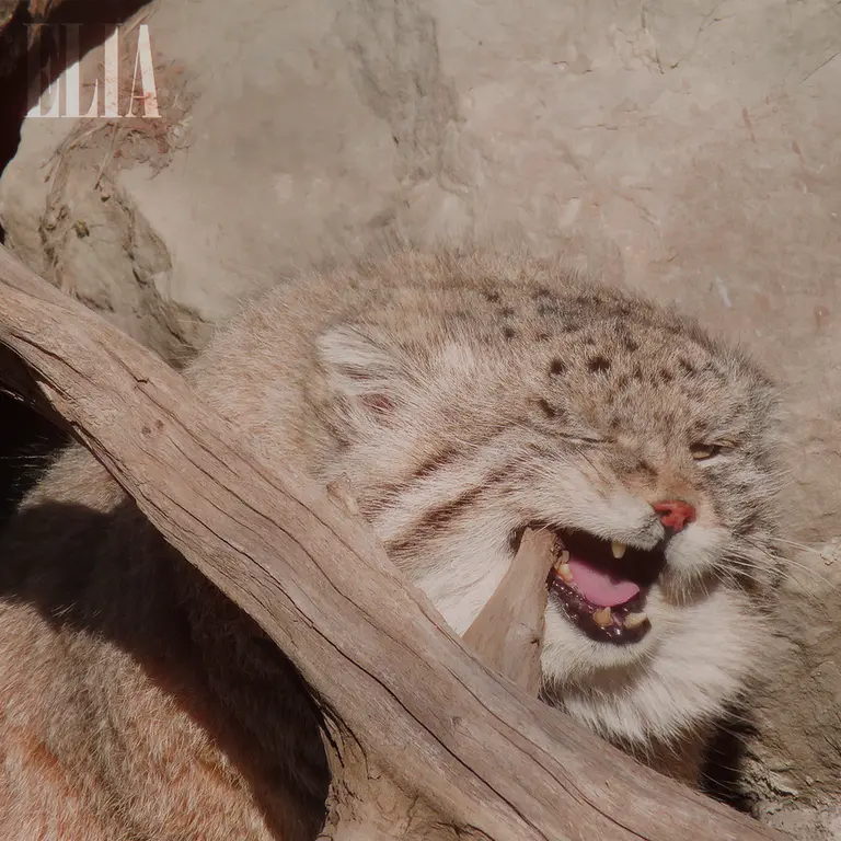 Фотография Олафа в Зоопарке Калгари / Институте Уайлдере