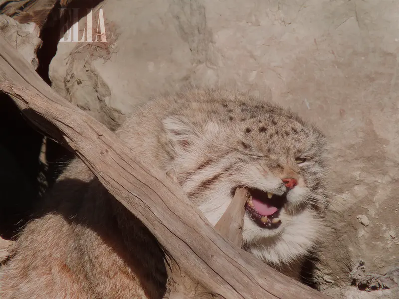 Фотография Олафа в Зоопарке Калгари / Институте Уайлдере