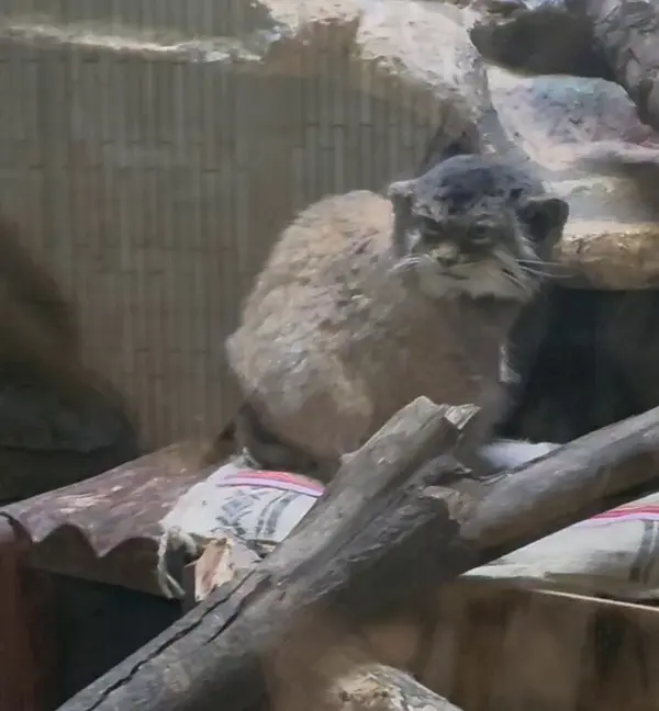 Фотография с манулом