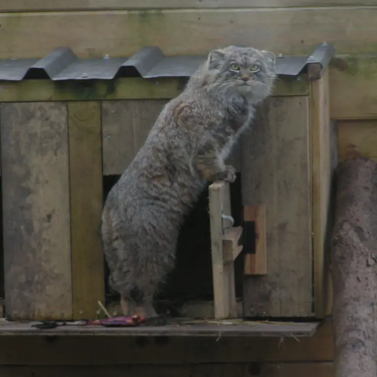 Фотография Алтая в Лэйклэнде Вайлдлайф Оазисе