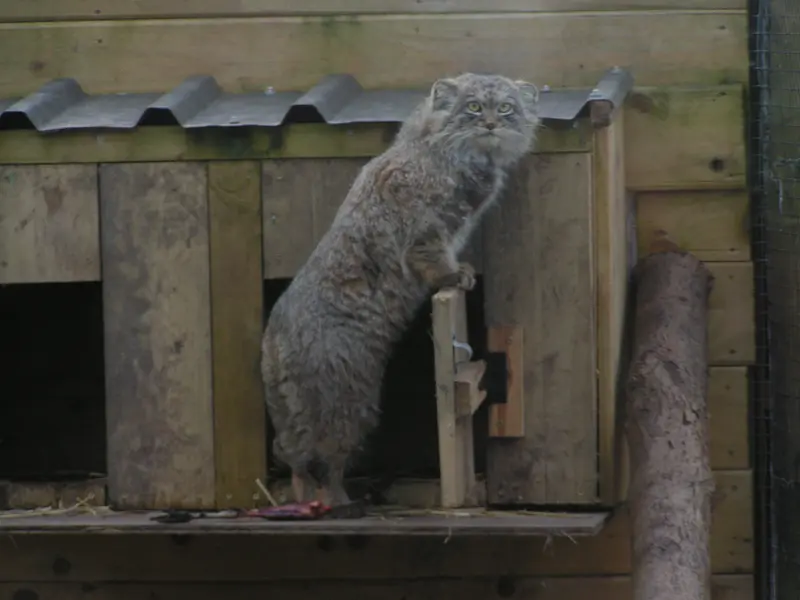 Фотография Алтая в Лэйклэнде Вайлдлайф Оазисе