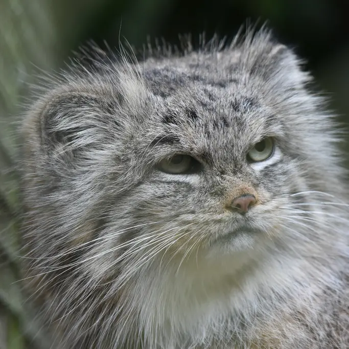 Фотография Пенелопы в Парке дикой природы Котсуолд