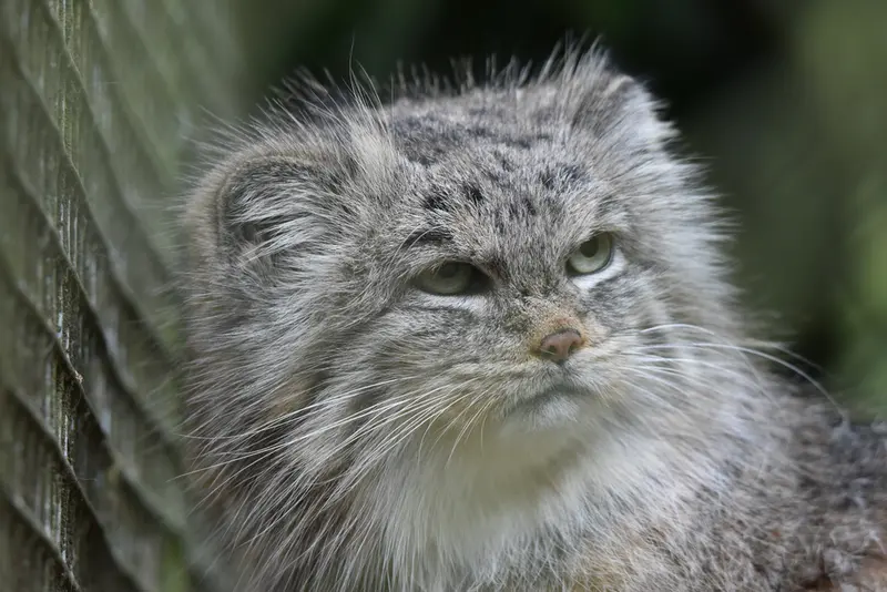 Фотография Пенелопы в Парке дикой природы Котсуолд