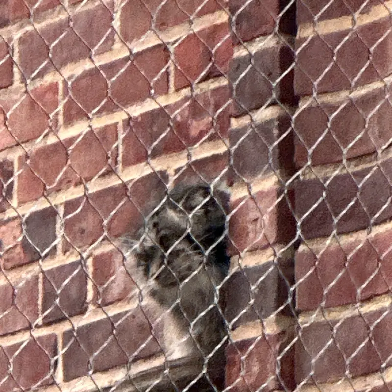 Фотография с манулом в Зоопарке Проспект-парка