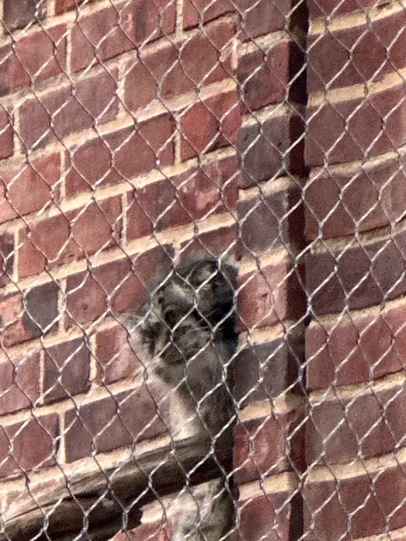 Фотография с манулом в Зоопарке Проспект-парка