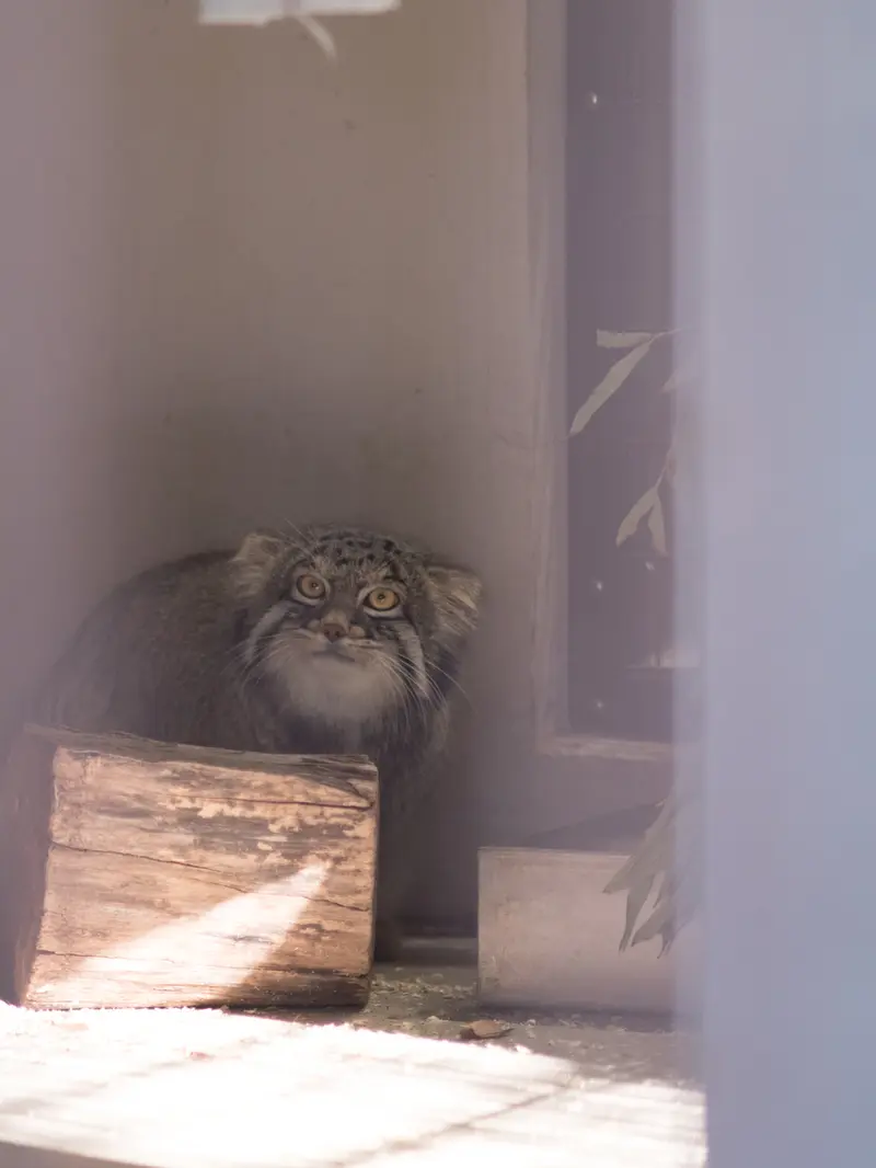 Фотография Фиги в Зоопарке Ногеяме