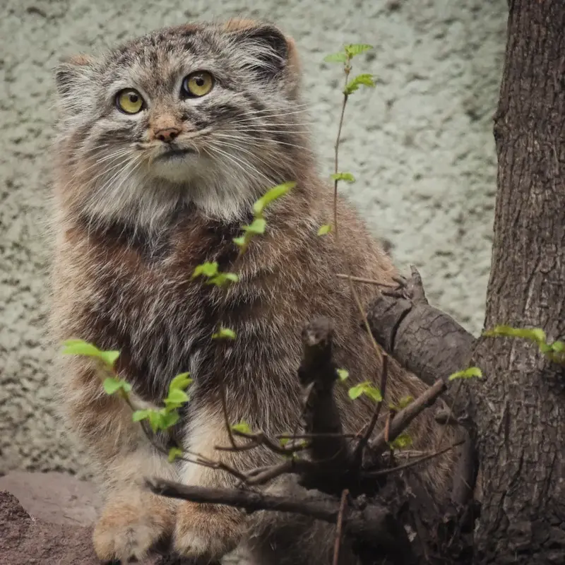 Фотография с манулом