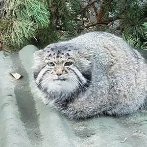 Фотография Караганды в Новосибирском Зоопарке