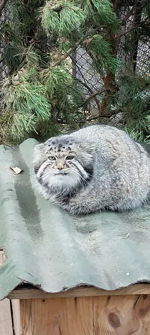Фотография Караганды в Новосибирском Зоопарке