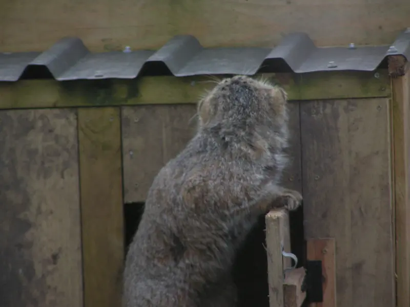 Фотография Алтая в Лэйклэнде Вайлдлайф Оазисе