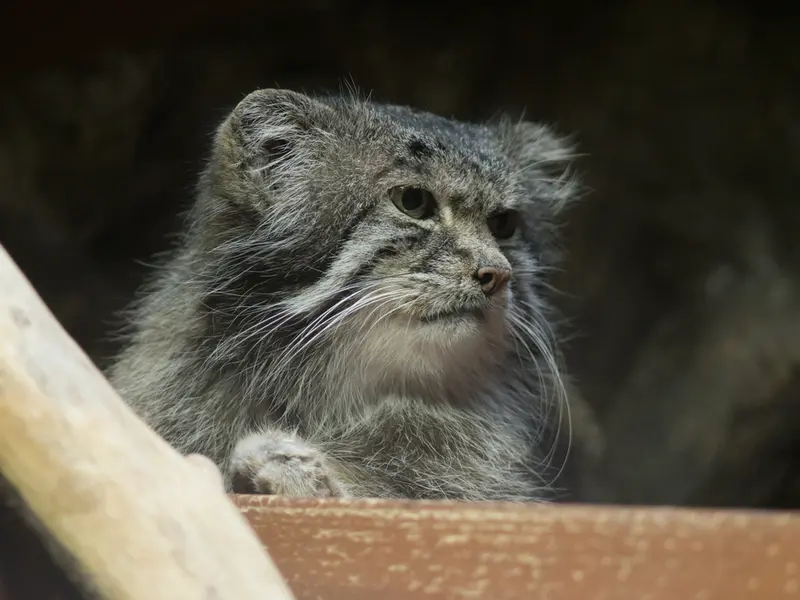 Фотография Клёна в Зоопарке Уено