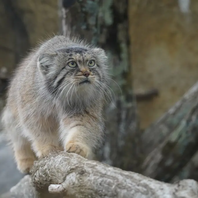 Фотография Полли в Царстве Животных Насу