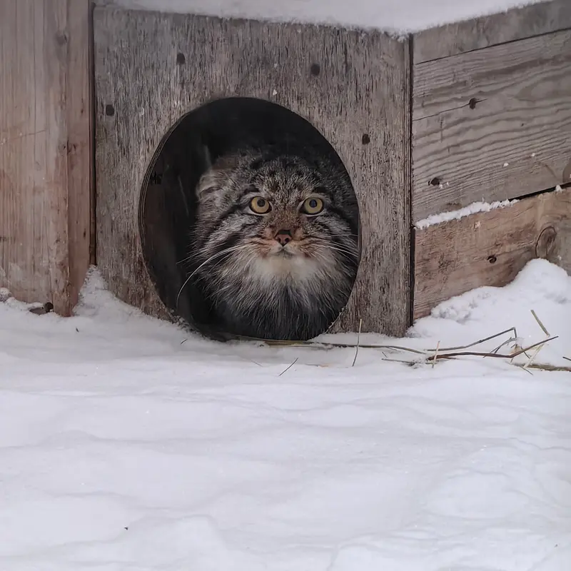 Фотография Серого в Новосибирском Зоопарке