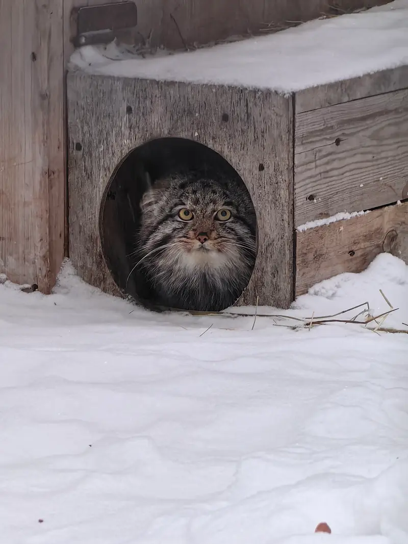 Фотография Серого в Новосибирском Зоопарке