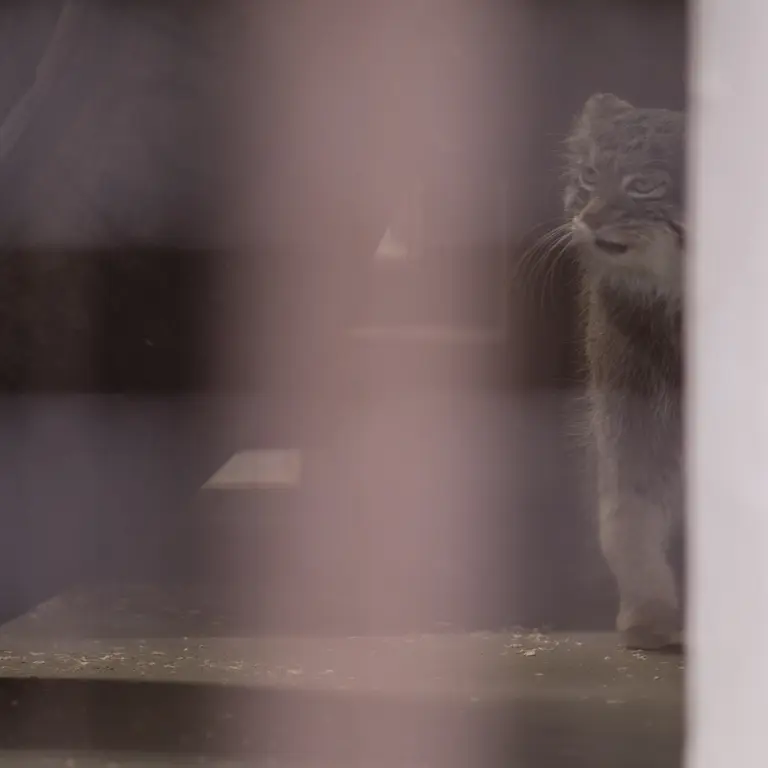 Фотография Фиги в Зоопарке Ногеяме