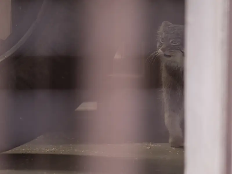 Фотография Фиги в Зоопарке Ногеяме