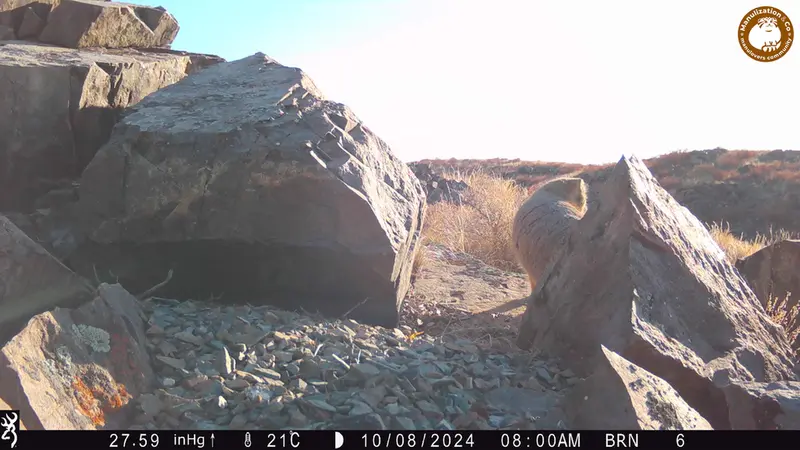 Фотография Сибирского Манула с фотоловушки Киикбай [новинка]