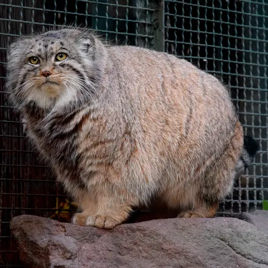 Фотография Бохуша в Будапештском Зоопарке