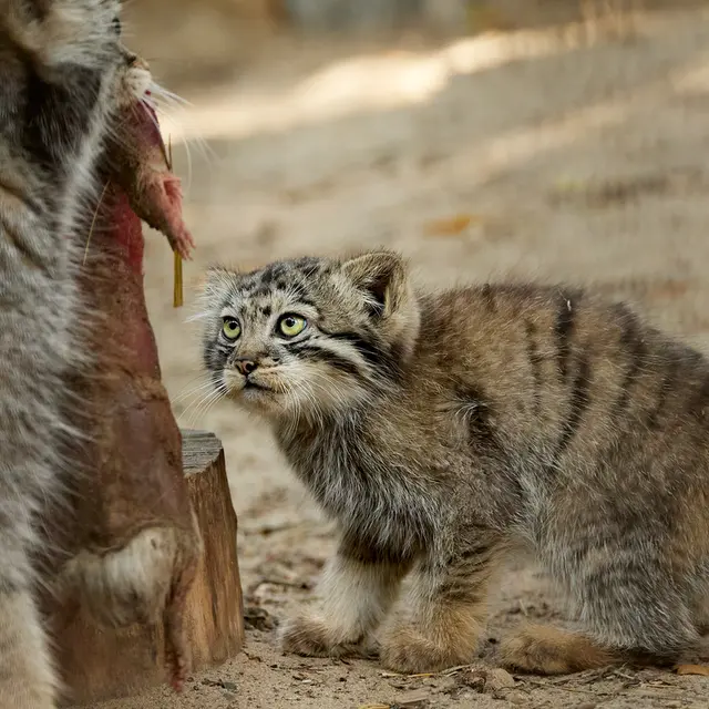 Фотография Евы и Бориса в Новосибирском Зоопарке