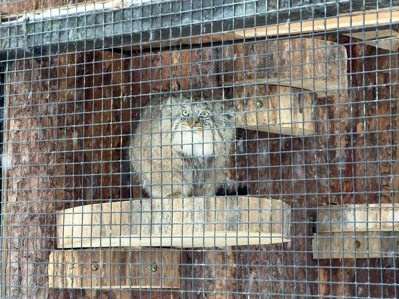 Фотография Шу в Ленинградском Зоопарке