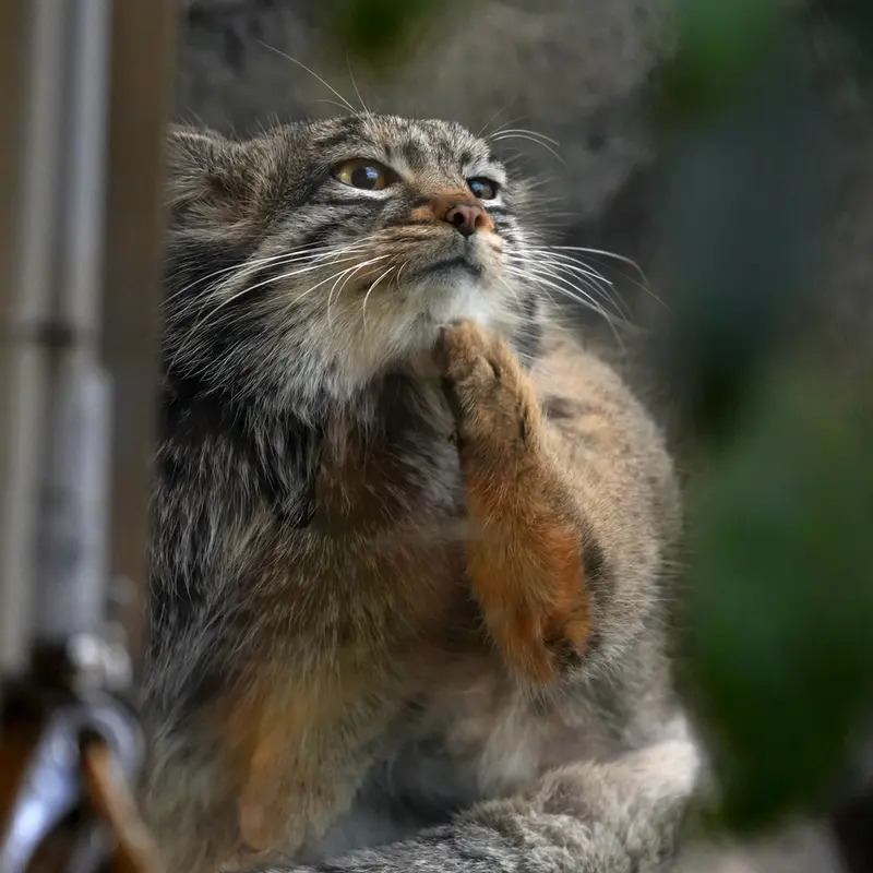 Фотография Мей в Царстве Животных Кобе