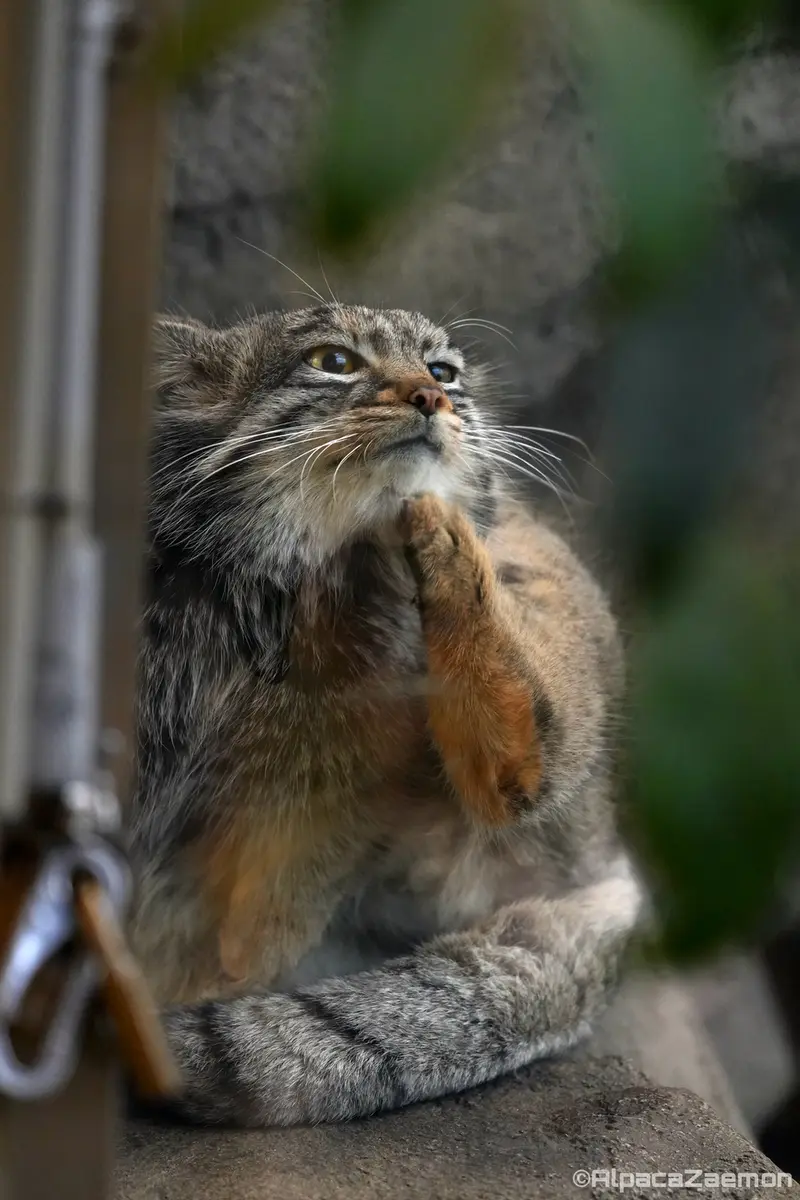 Фотография Мей в Царстве Животных Кобе