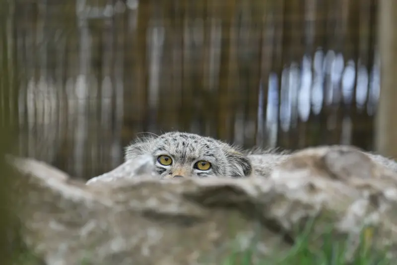 Фотография с манулом в Лэйклэнде Вайлдлайф Оазисе