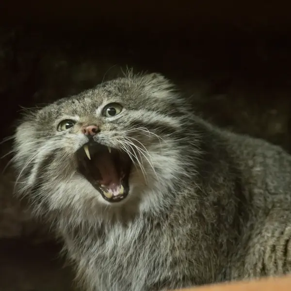 Фотография Клёна в Зоопарке Уено