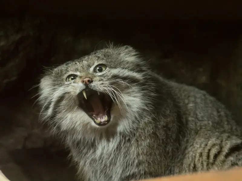 Фотография Клёна в Зоопарке Уено