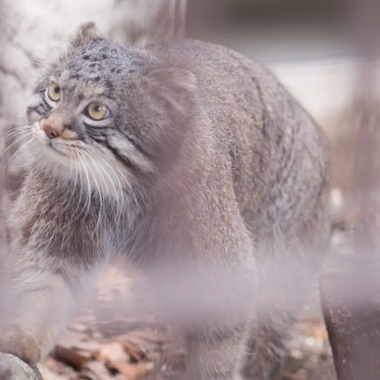 Фотография Фиги в Зоопарке Ногеяме
