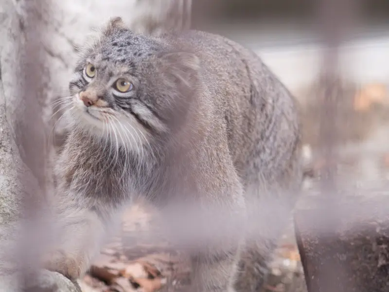 Фотография Фиги в Зоопарке Ногеяме