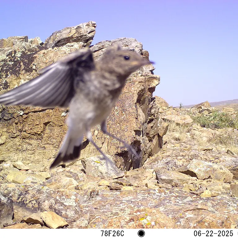 Фотография с манулом с фотоловушки Карашокы [новинка]