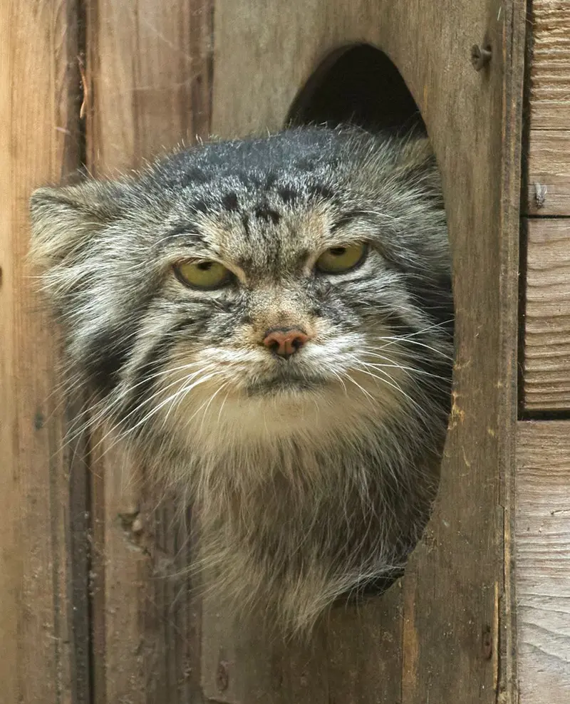 Фотография с манулом