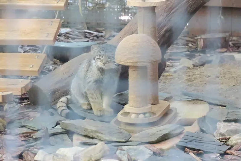 Фотография с манулом