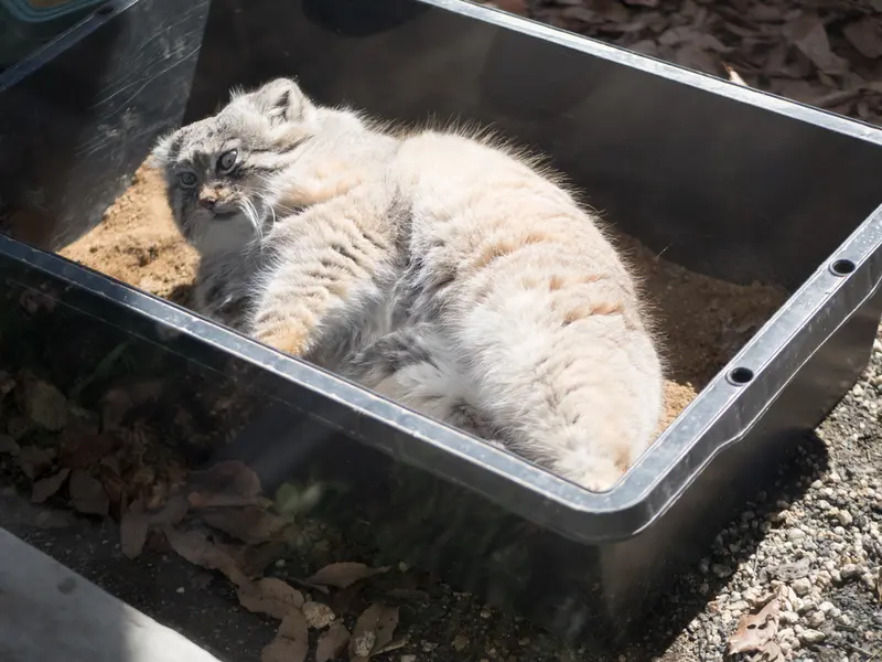 Фотография Лотоса в Детском зоопарке Сайтама