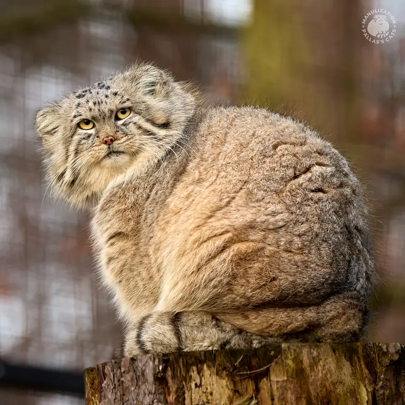 Фотография Мануэля в Гданском Зоопарке