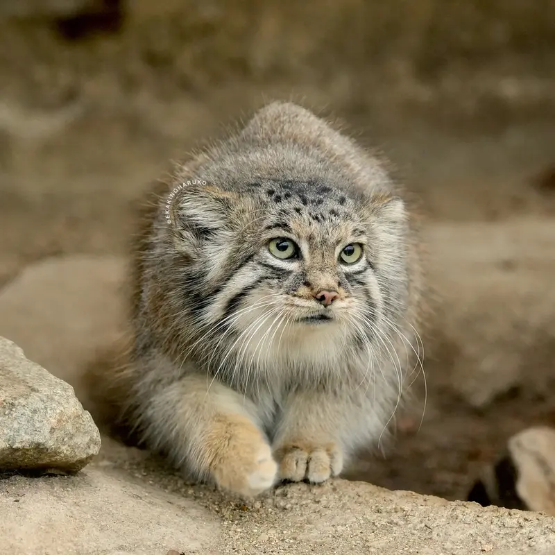 Фотография Аз в Царстве Животных Кобе