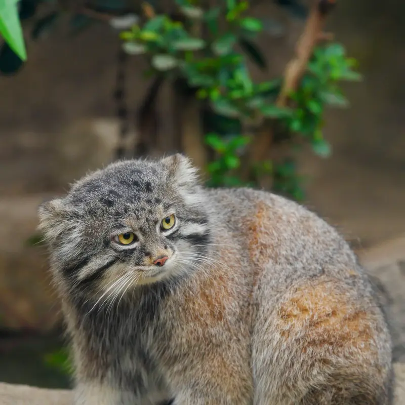 Фотография Нара в Царстве Животных Кобе