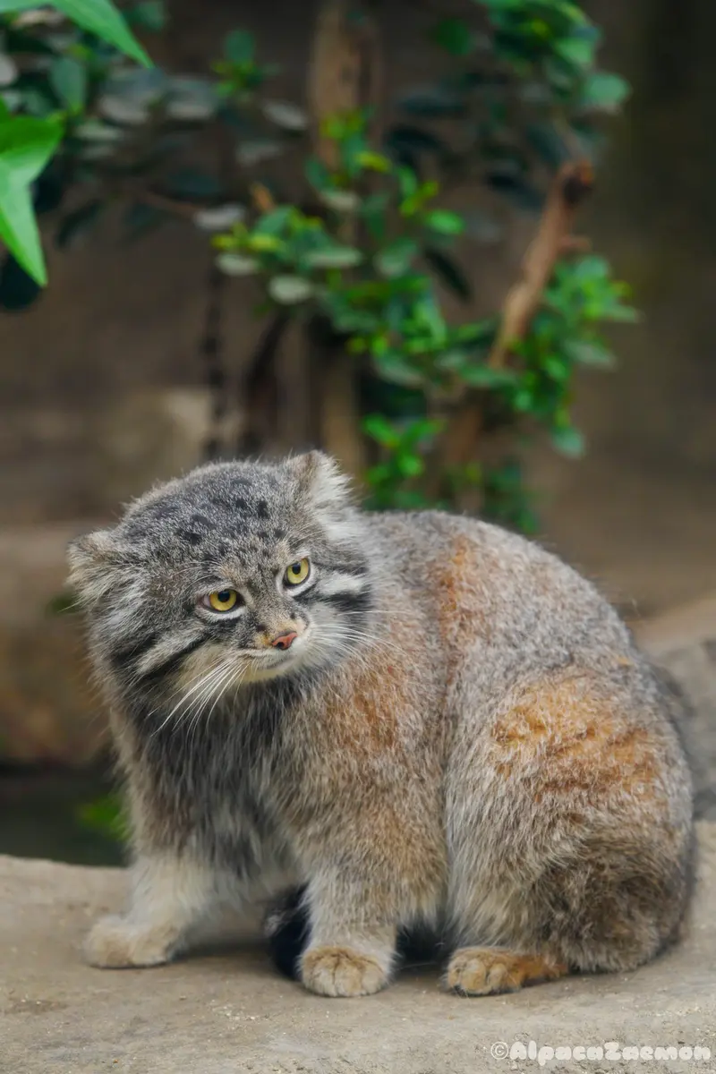 Фотография Нара в Царстве Животных Кобе
