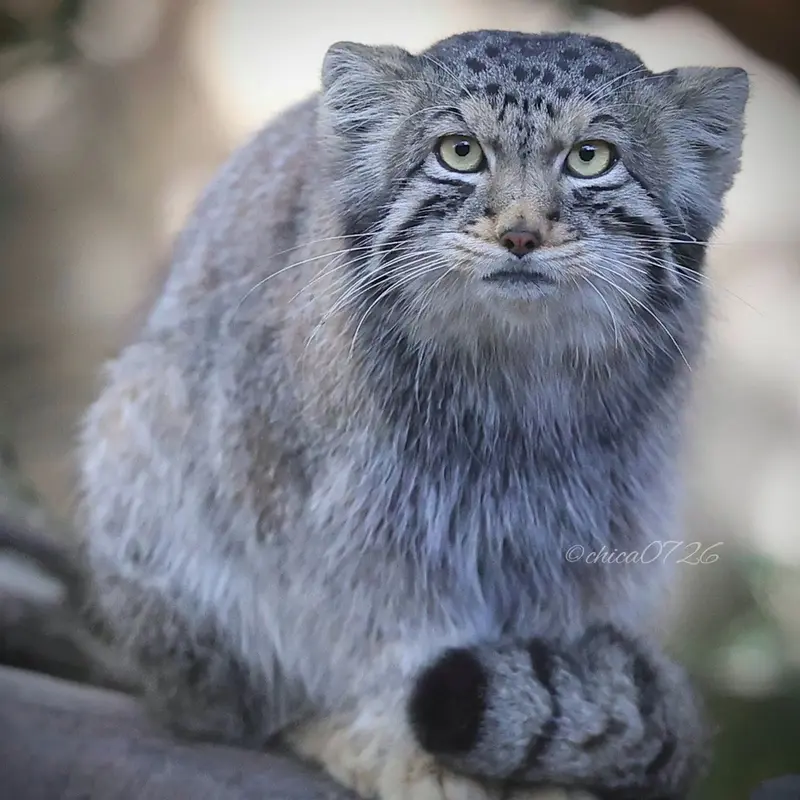 Фотография Нагому в Царстве Животных Насу