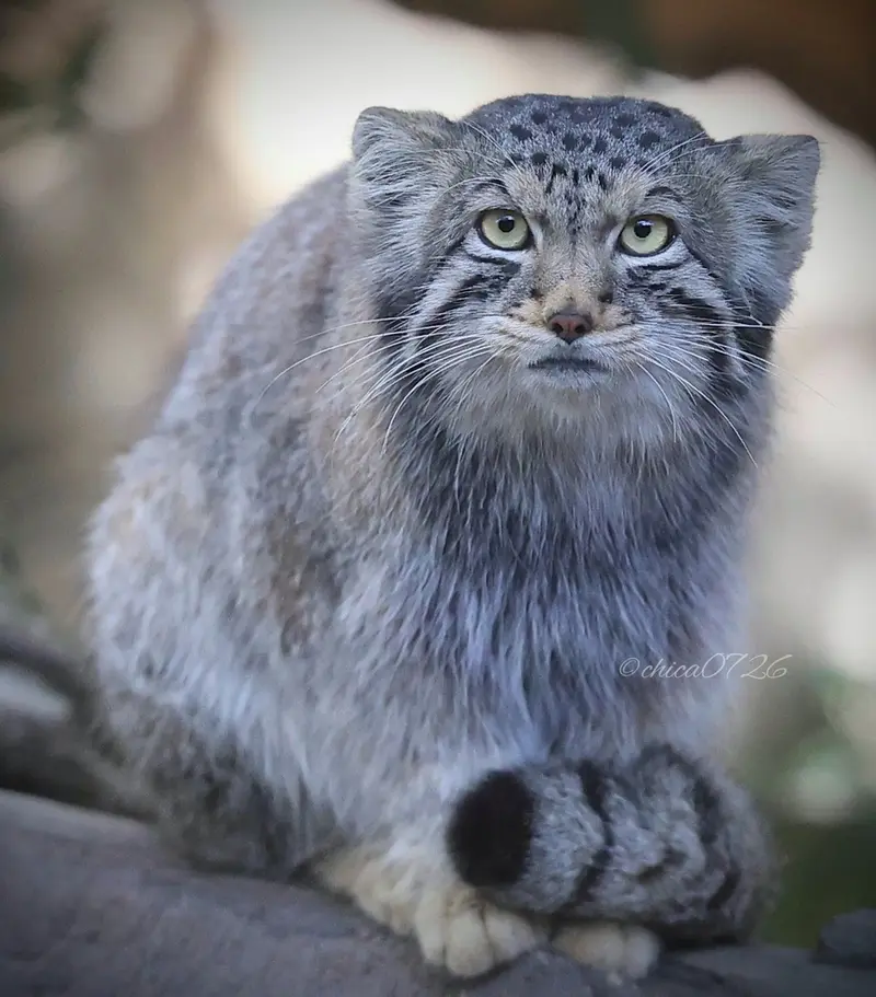 Фотография Нагому в Царстве Животных Насу