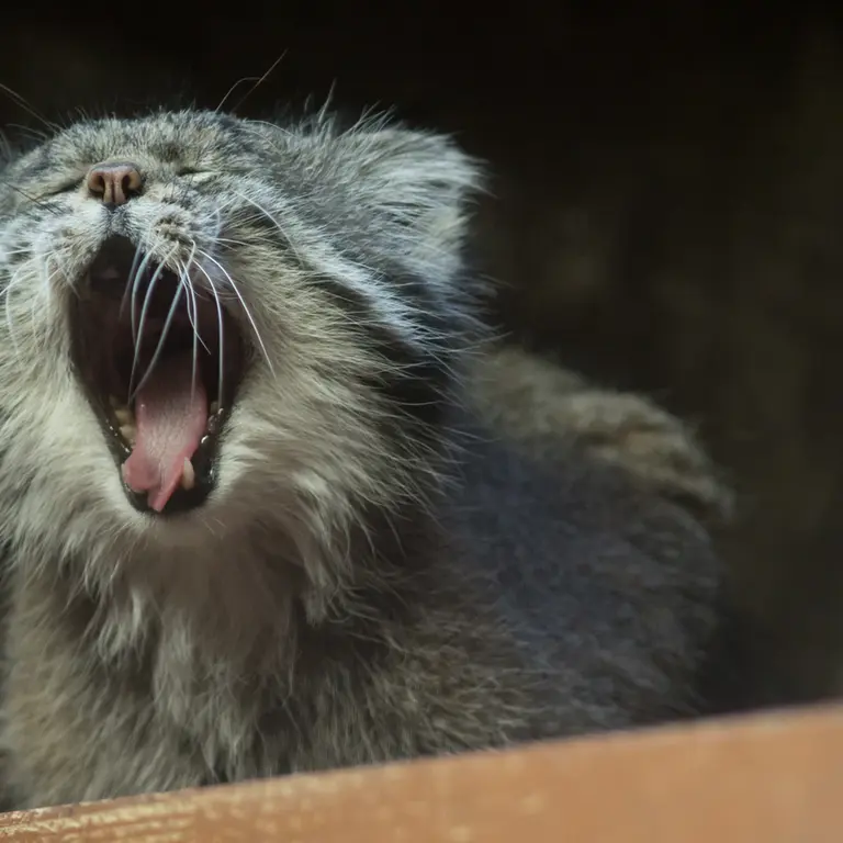Фотография Клёна в Зоопарке Уено