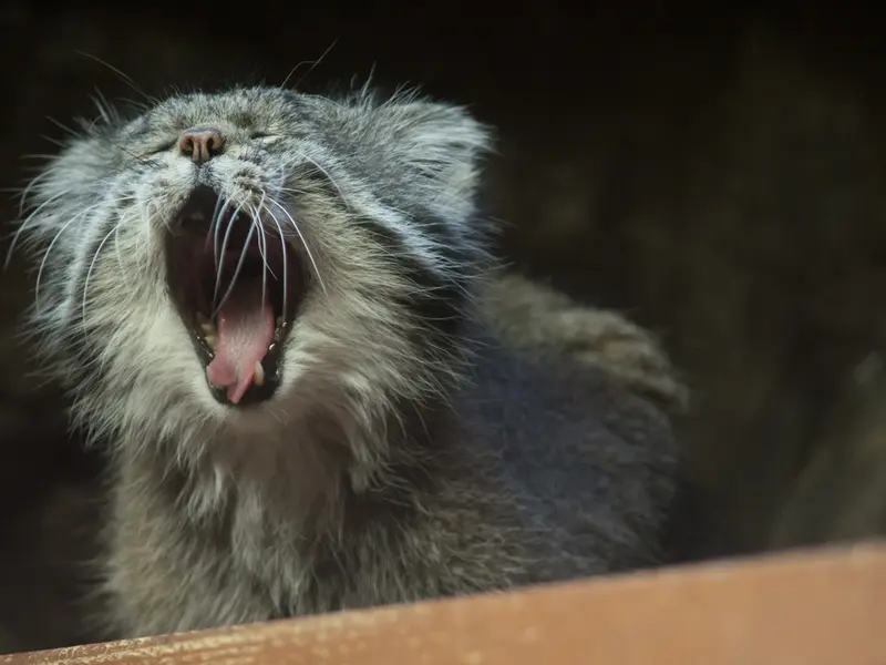 Фотография Клёна в Зоопарке Уено