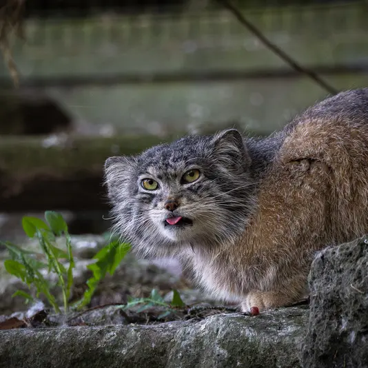 Фотография Кулки в Зоопарке Бэнхэм