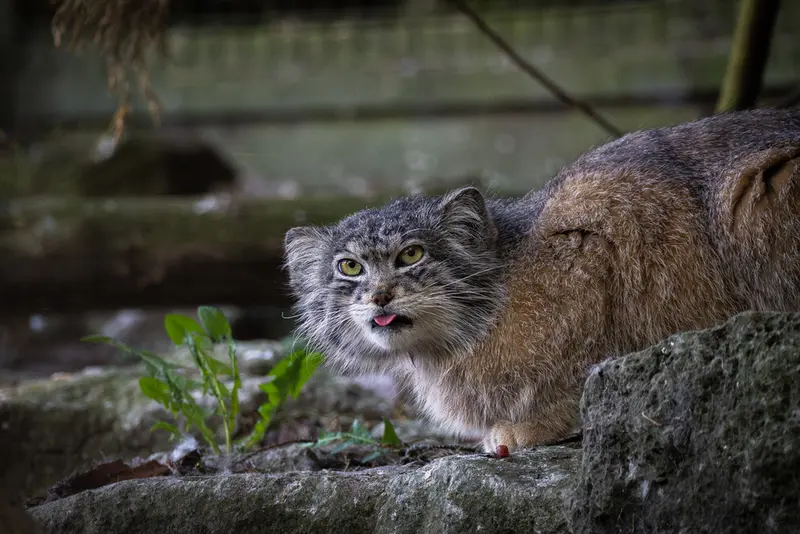 Фотография Кулки в Зоопарке Бэнхэм