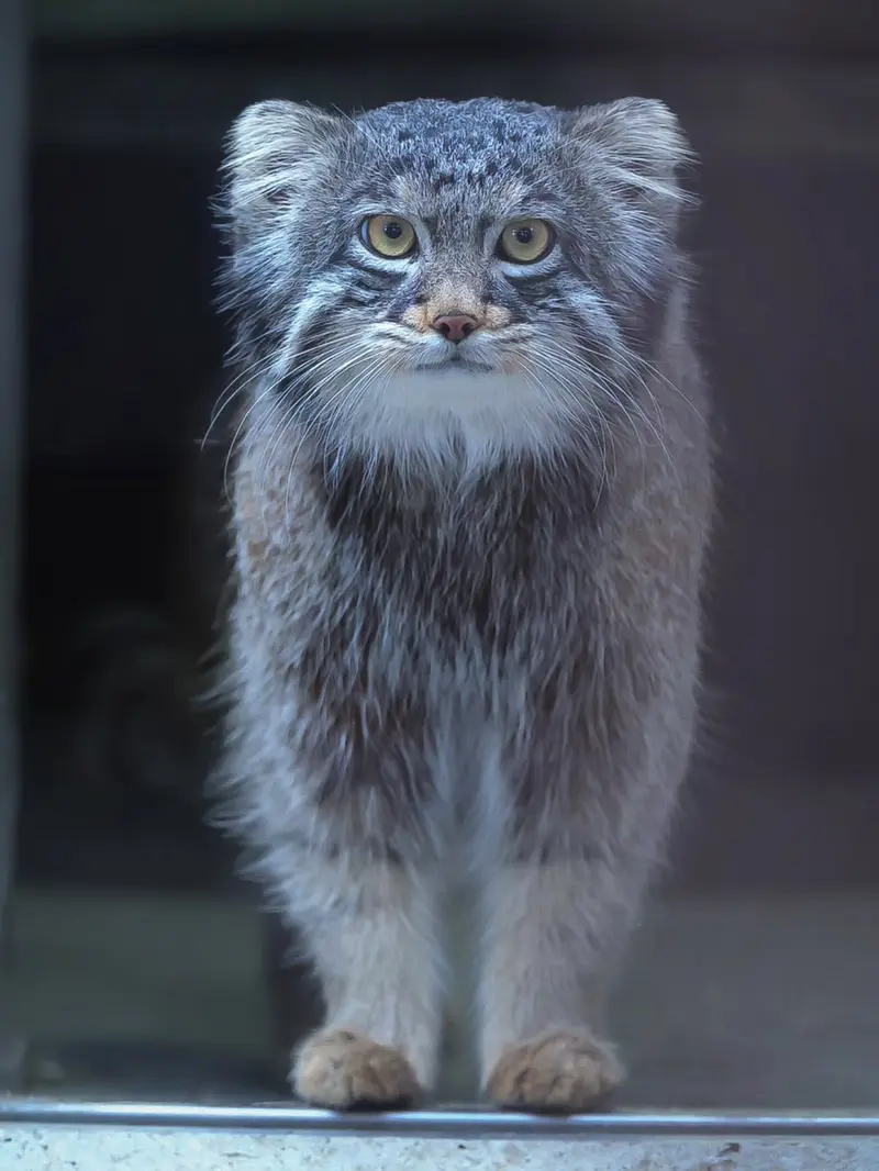 Фотография Фиги в Зоопарке Ногеяме