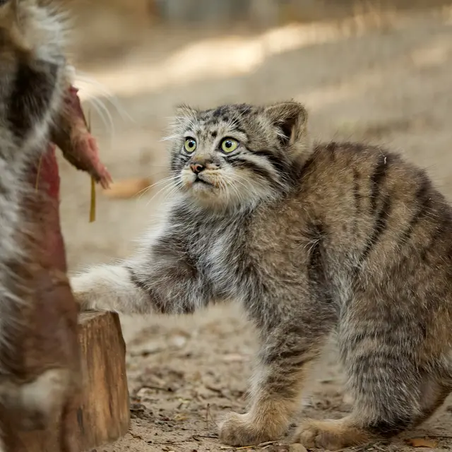 Фотография Евы и Бориса в Новосибирском Зоопарке