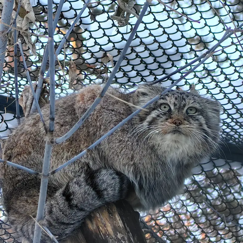 Фотография Лоло в Новосибирском Зоопарке