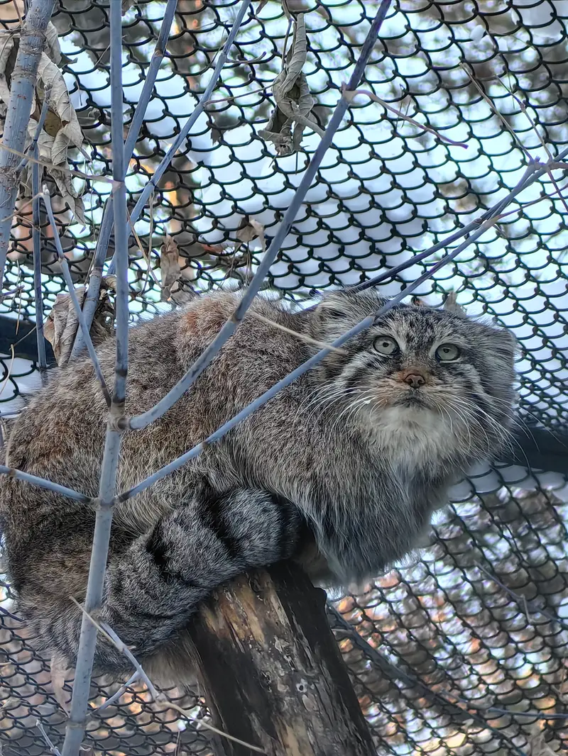 Фотография Лоло в Новосибирском Зоопарке