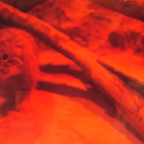 Фотография с манулом в Зоопарке Уено